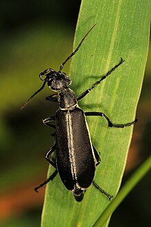 Margined Blister Beetle - Epicauta funebris, Elk River State Forest, Elkton, Merilend.jpg