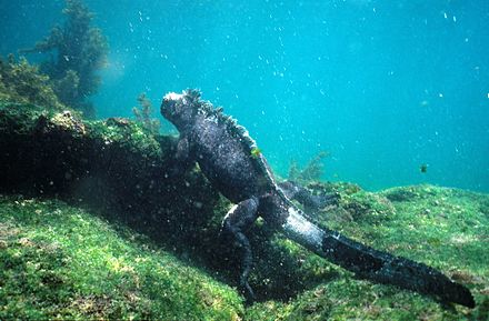 Плавающая ящерица. Галапагосы игуана. Галапагосская морская игуана. Морская игуана (Amblyrhynchus cristatus). Эквадор морская игуана.