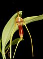 Masdevallia filaria flower