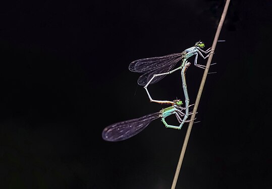 The Blue Riverdamsel (Pseudagrion microcephalum) is a common species damselflies in the Coenagrionidae family. It is also known as the Blue Sprite. They grow to 38mm in length. This species can easily be found near running water or stream. Photograph: Kramthenik27