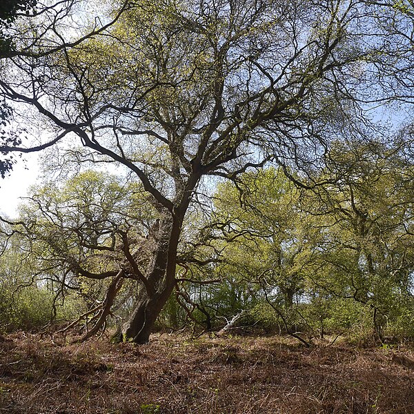 File:Mature woodland, Shapwick Heath - geograph.org.uk - 5650441.jpg