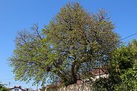 Mulberry tree on the old city wall in Wicker
