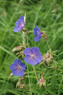 <i>Geranium pratense</i>