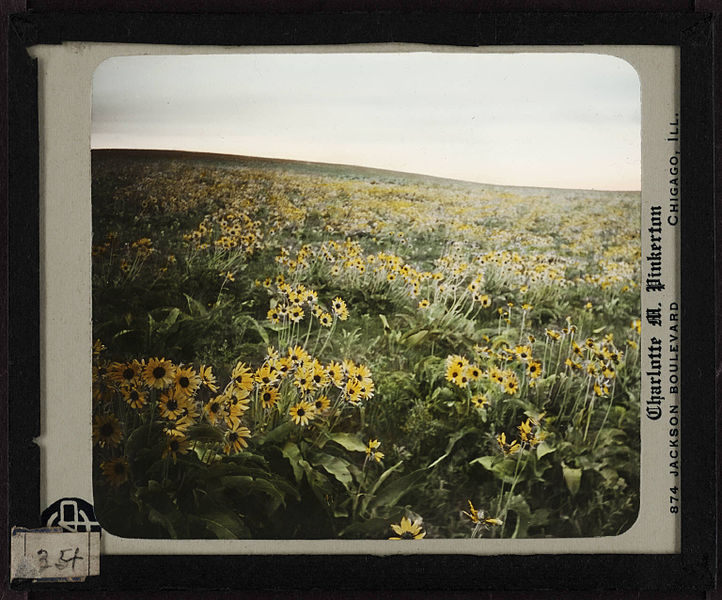 File:Meadow of aponokauki (Balsamorrhiza sagittata). 34.jpg