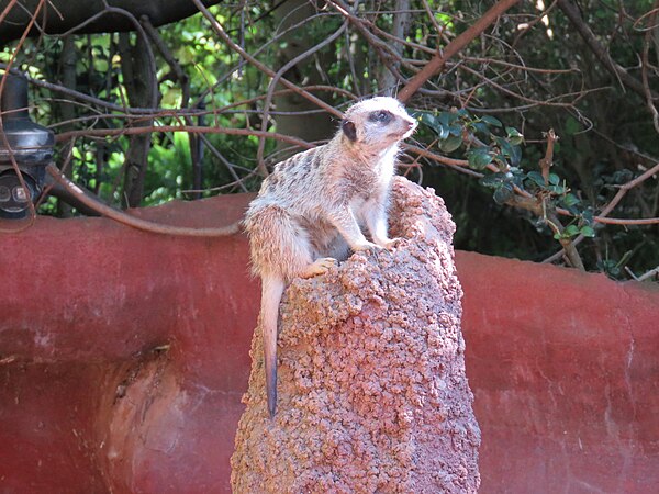 Meerkat on "sentry duty" in exhibit at the zoo