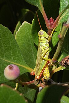 Yarrow's grasshopper, Melanoplus yarrowii Melanoplus yarrowii-Male-1.jpg