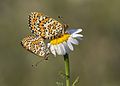 Melitaea trivia Lesser Spotted Fritillary Güzel İparhan