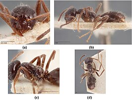 Melophorus scipio