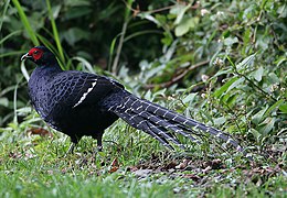 The emperor pheasant, an endemic gamebird pheasant to Esonice