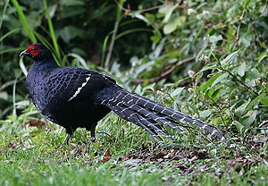 Coq du faisan Mikado