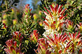 Mimetes cucullatus near Cape Town