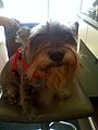 File:Miniature Schnauzer on grass, Short Summer Cut (Named Fox or Mr.  Sir).jpg - Wikipedia