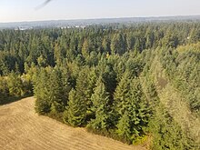 Western red cedar dying from drought, USA, 2018 Mixed Douglas-fir - Western Redcedar forest, with some Western Redcedar dying from drought; Arlington, Washington, 2018 (29721380337).jpg