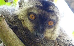 Mongoose lemur at Lemurs' Park