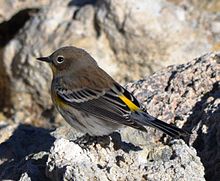 A female Audubon's warbler on tufa in the South Tufa area