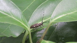 <i>Monochamus subfasciatus</i> Species of beetle