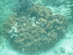 File:Montastrea Diadema Dry Tortugas 20100629.jpg (Category:Diadema antillarum)