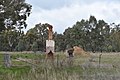 English: Ruins at Morven, New South Wales