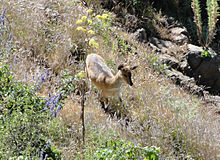 Mountain nyala Mountain nyala.jpg