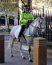 A street scene. A white horse with a man in uniform sitting on top. The horse is wearing a yellow halter with the word "police" on it.