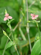 Marsh dewflower (Murdannia pauciflora)