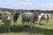 El ganado alineado desde el frente muestra un pelaje gris matizado y un pequeño mechón de pelo en lugar de los cuernos, naturalmente ausente en esta raza.