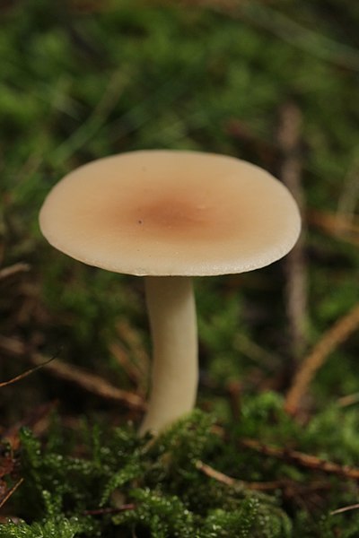 File:Mushroom (37887805716).jpg