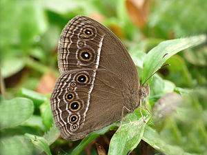 Mycalesis perseus (Dingy Bushbrown) wet-season-form