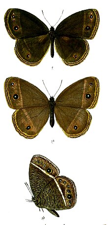 Mycalesis misenus 70.jpg