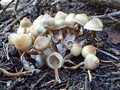 Mycena overholtsii: drugŏ fotografijŏ