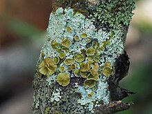 The smooth axil-bristle lichen, Myelochroa galbina, with prominent apothecia Myelochroa galbina 811360.jpg