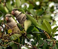 Myiopsitta monachus -Florida -two in tree-8.jpg