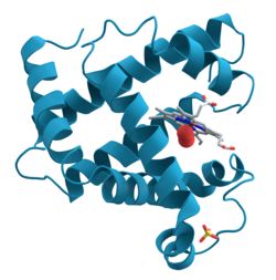 Ribbon diagram of myoglobin bound to haem (sticks) and oxygen (red spheres) (PDB: 1MBO ) Myoglobin.png