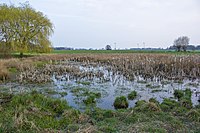 Feuchtbiotop „Große Blanken“