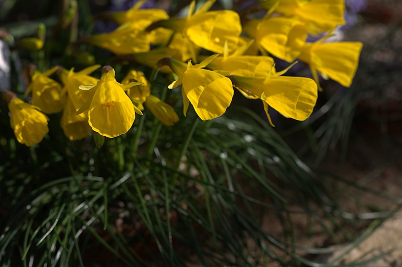 File:Narcissus bulbocodium ssp obesus 002 GotBot 2016.jpg