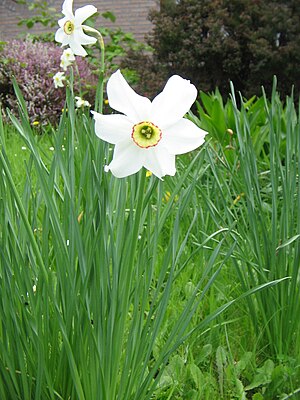 Narcissus poeticus' Recurvus'02.jpg