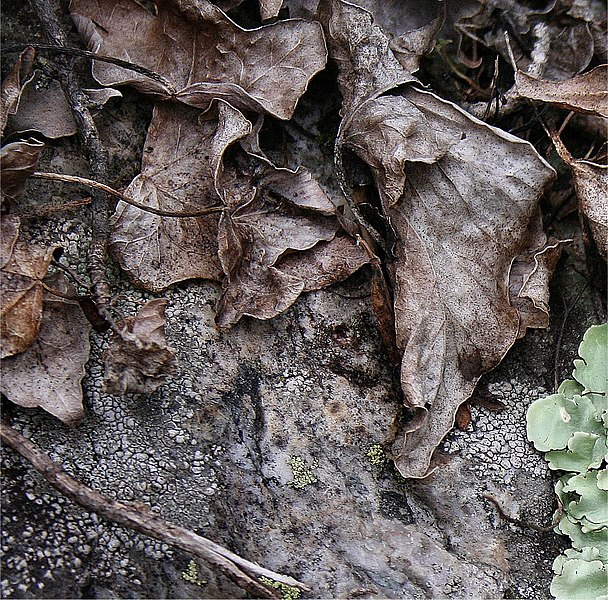 File:Naturaleza muerta - panoramio.jpg