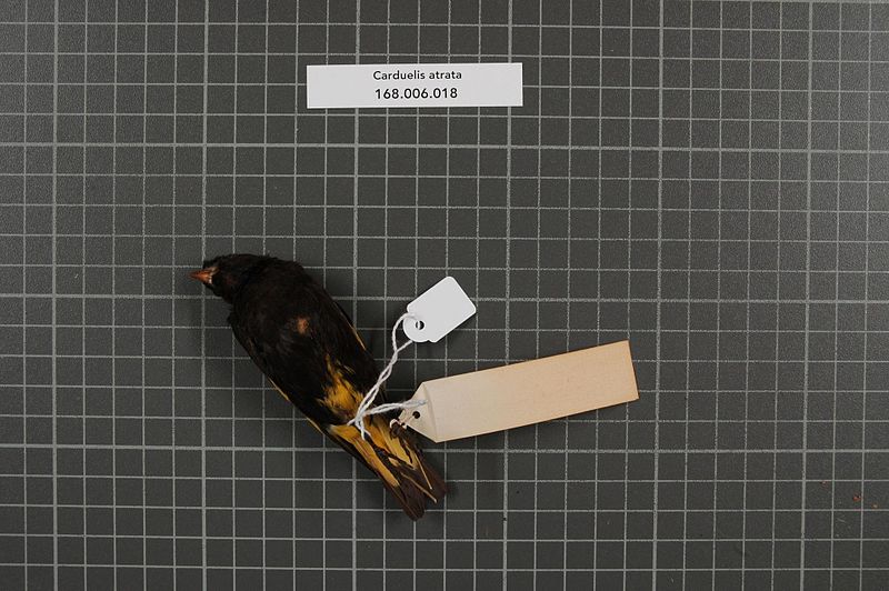 File:Naturalis Biodiversity Center - RMNH.AVES.153991 2 - Carduelis atrata Lafresnaye and d'Orbigny, 1837 - Fringillidae - bird skin specimen.jpeg