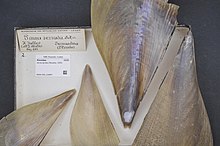 Центр биоразнообразия Naturalis - RMNH.MOL.318857 - Atrina serrata (Sowerby, 1825) - Pinnidae - Mollusc shell.jpeg