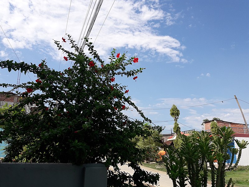 File:Nature 20190623 151754.jpg