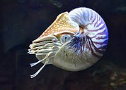 Photographie en couleurs d'un animal marin muni de tentacules et d'une coquille en spirale sur fond noir.