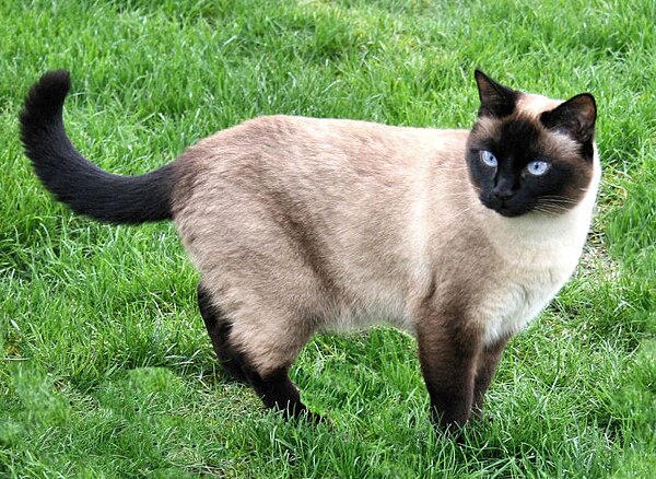 A cat with seal (black) point coloration.