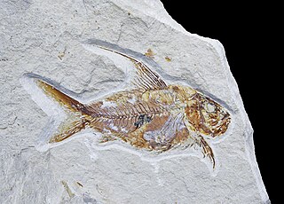 <i>Nematonotus</i> genus of fishes