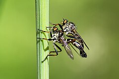 Mating pair