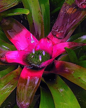 Beskrivelse av Neoregelia coriacea.jpg-bildet.