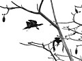 Two cormorants in flight, in the Pearl Islands of Panama