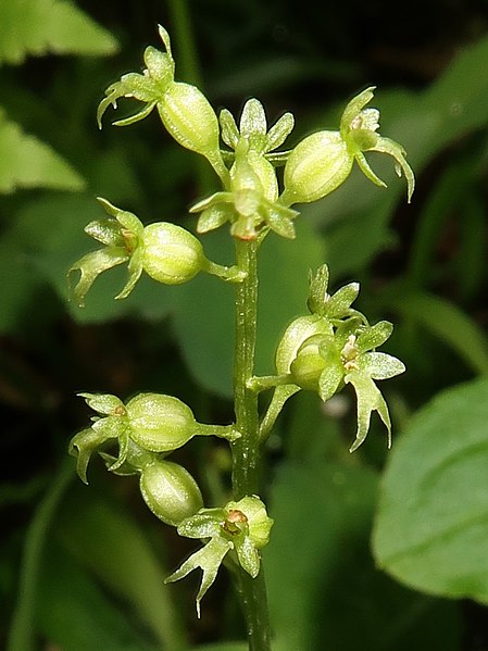 File:Neottia cordata 4.JPG