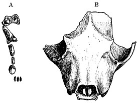 А, верхняя зубная серия типового экземпляра. B, череп, вид сверху.