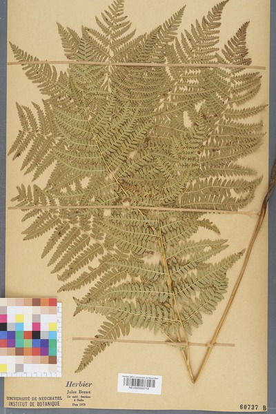 File:Neuchâtel Herbarium - Pteridium aquilinum - NEU000000718.tiff