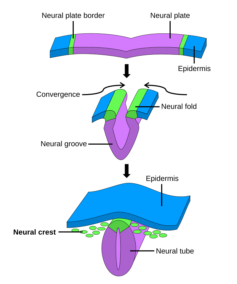 neural tube formation timeline